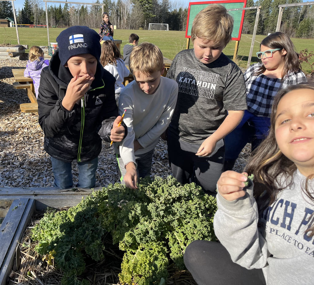 5th Graders snacking on kale from the raised bed garden