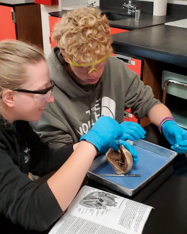 sheep heart dissection